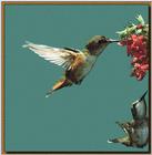 Hummingbird - Rufous