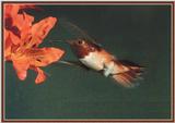 Hummingbird - Rufous