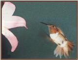 Hummingbird - Rufous