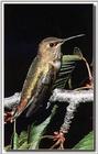 Hummingbird - Rufous