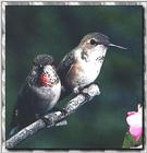 Hummingbird - Rufous