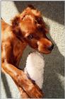 Irish Setter (Ruskie)