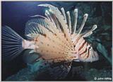 Clown Fish? --> Lionfish