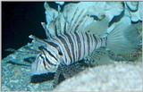 Lionfish