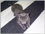 Rusian Blue Cats - Flood