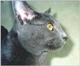 Rusian Blue Cats - Flood
