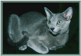 Rusian Blue Cats - Flood