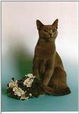 Rusian Blue Cats - Flood