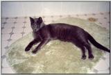 Rusian Blue Cats - Flood