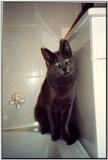 Rusian Blue Cats - Flood