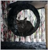 My Rusian Blue Cat Delphy03