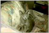 My Rusian Blue Cat Delphy11