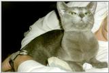 My Rusian Blue Cat Delphy12