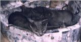 Rusian Blue Cats - Flood