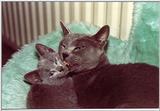 Rusian Blue Cats - Flood