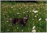 Rusian Blue Cats - Flood