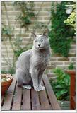 Rusian Blue Cats - Flood