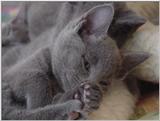 Rusian Blue Cats - Flood