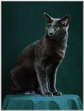 Rusian Blue Cats - Flood