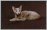 Rusian Blue Cats - Flood