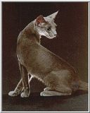 Rusian Blue Cats - Flood