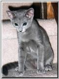 Rusian Blue Cats - Flood