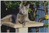 Rusian Blue Cats - Flood
