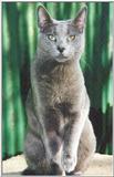 Rusian Blue Cats - Flood