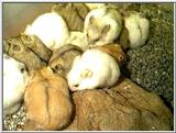 russian dwarf hamsters