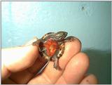 Stripe-neck Musk Turtle Hatchling