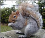 Squirrel 2