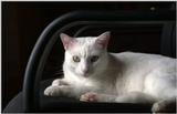 My ugly white cat..