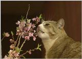 Willie eating flowers...