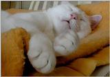 Sleepy Cat...