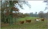 Moo cows 2