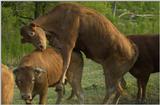 Confused Cows!!
