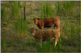 Cows at Sunset.