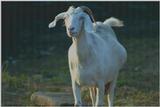 goat