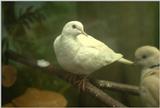 Dove in Pet Smart store