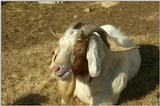 Goat 1