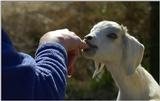 Got Milk?