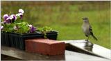 bird - What is this?