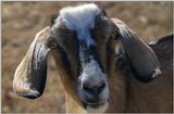 Nosey Goat..