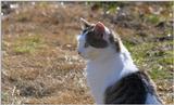 Farm Cat..