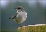 bird - What is this?