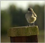 bird2  - What is this?