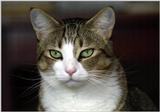 My ugly cat Willie...