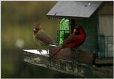 red bird