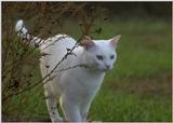 Great White Hunter (Spot)