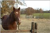 Horse 2..